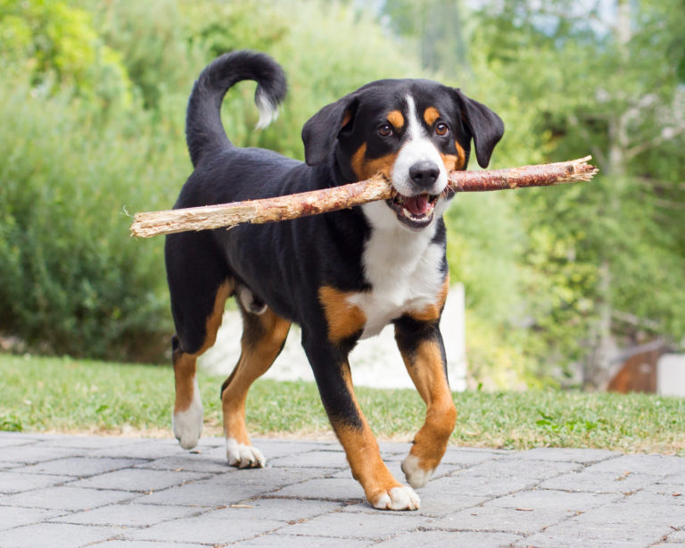 Entlebucher Sennenhund