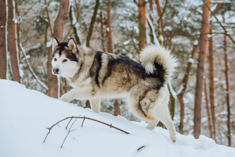 Alaskan Malamute im Schnee