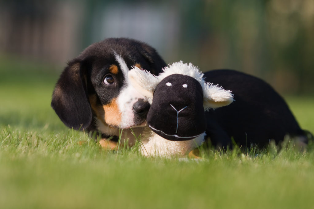 Entlebucher Sennenhund Welpe im Gras