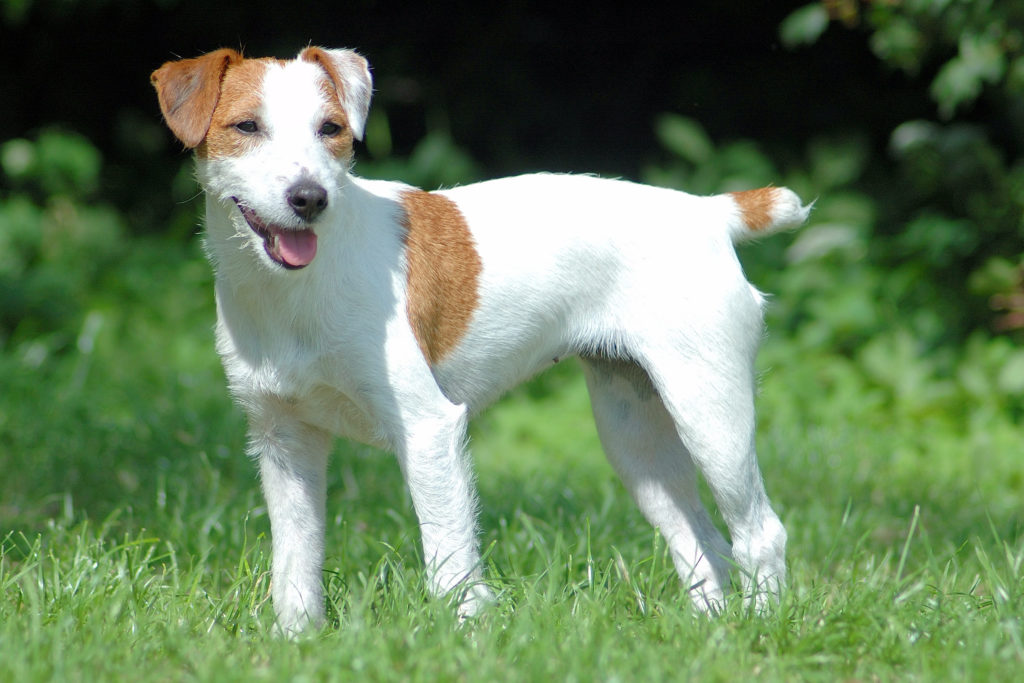 Parson Russell Terrier Hunderassen zooplus.ch