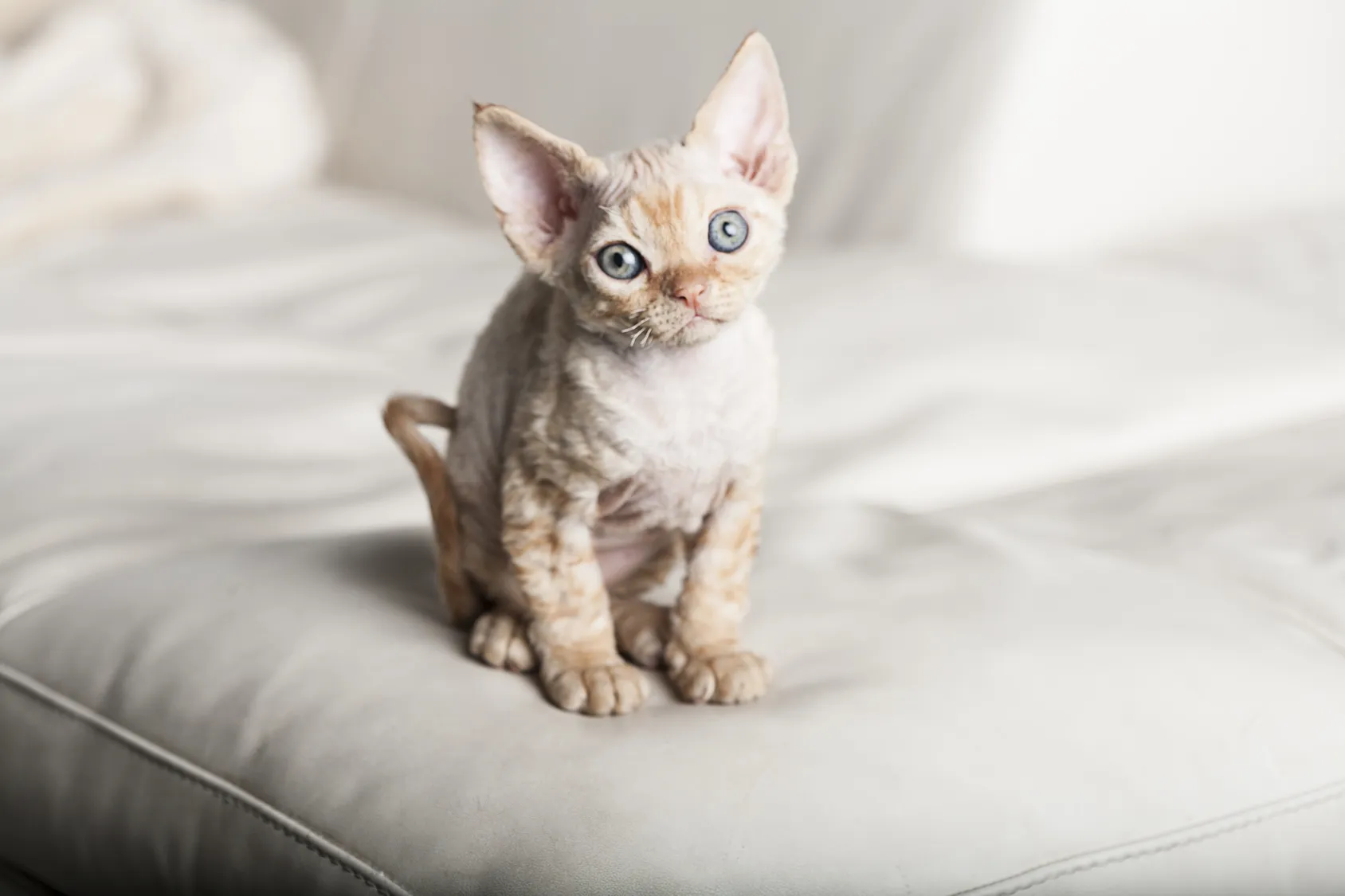 devon rex kitten