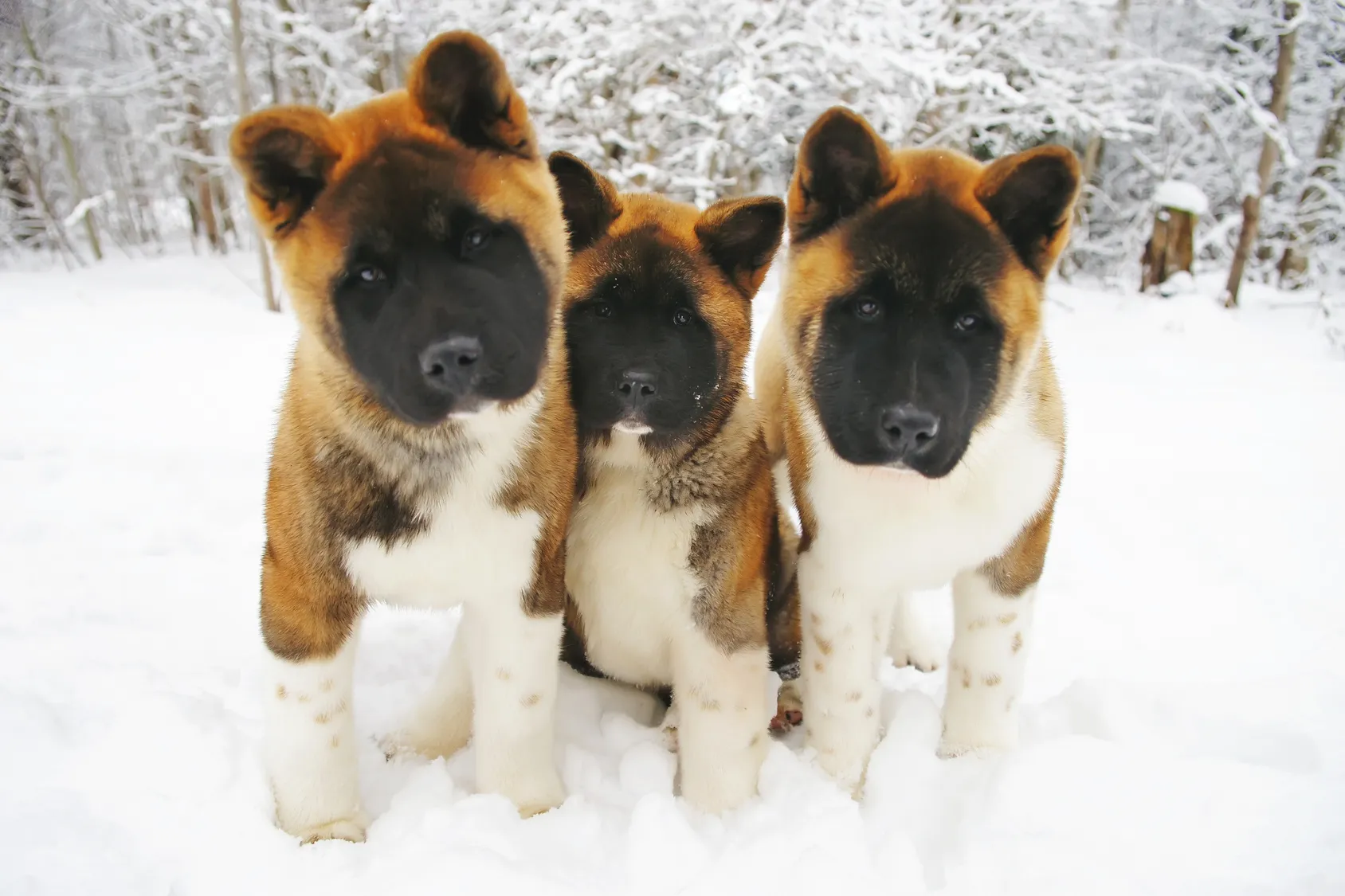 3 american akita welpen im schnee