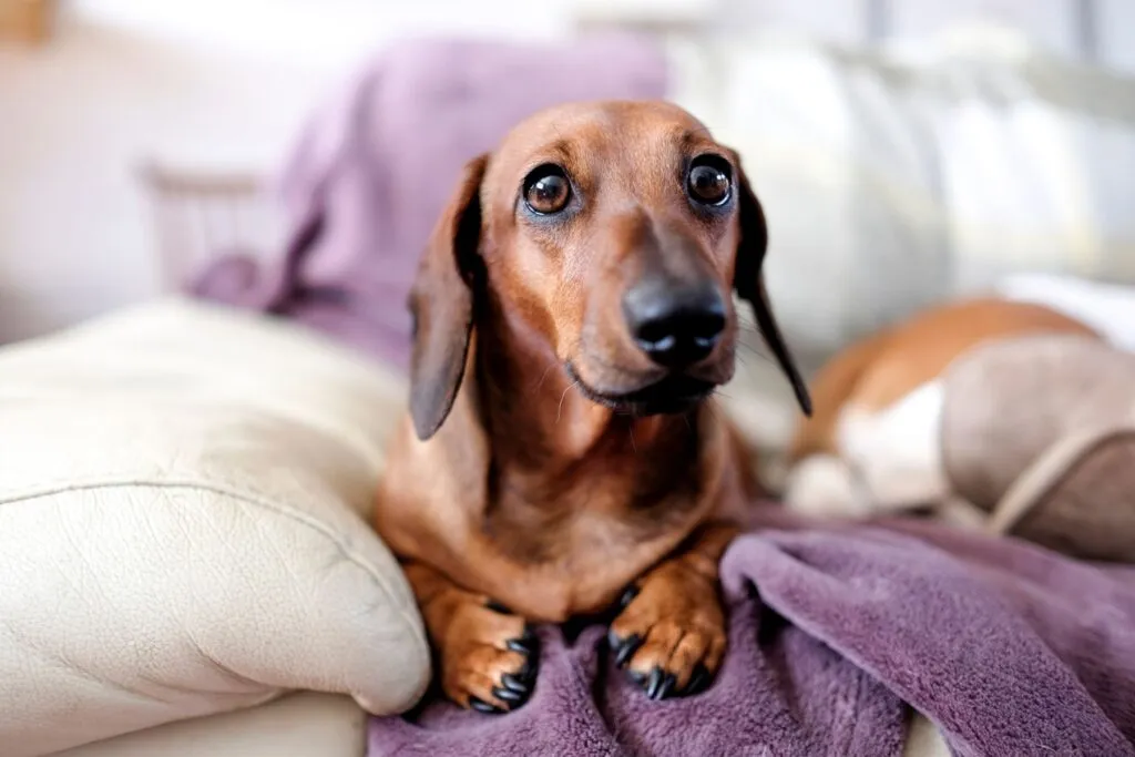 Ein Dackel sitzt auf einer Couch