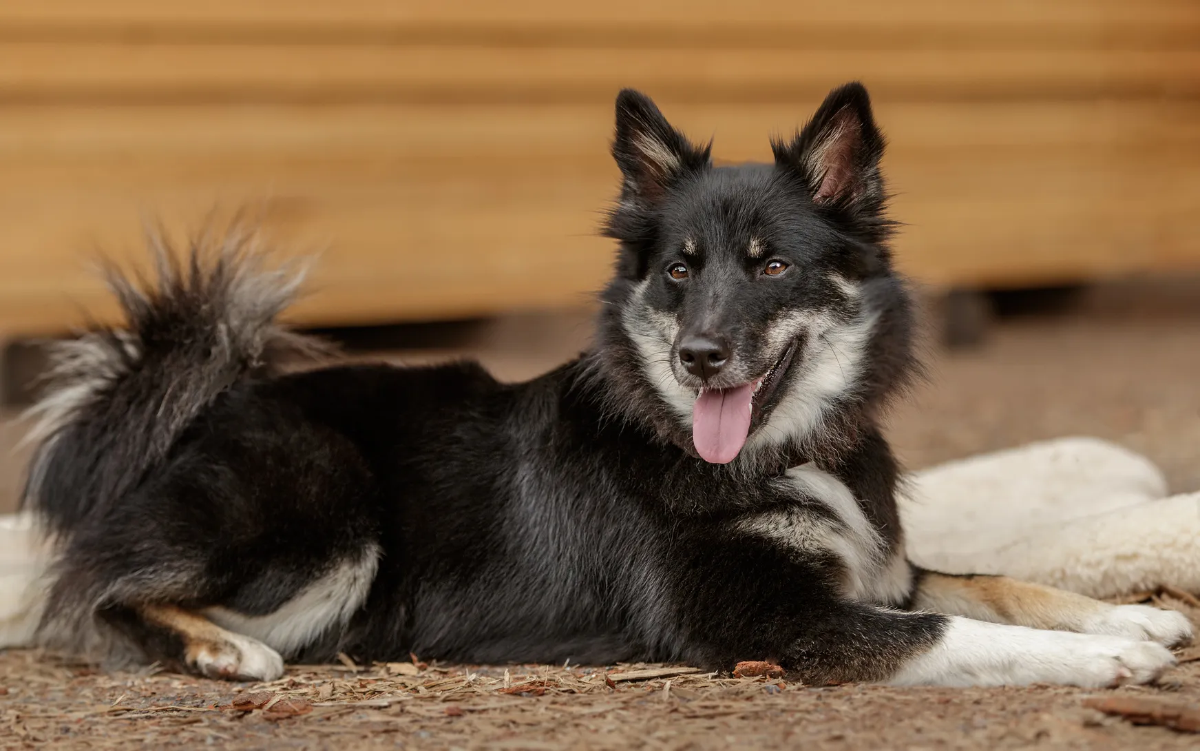 Islandhund Rassebeschreibung