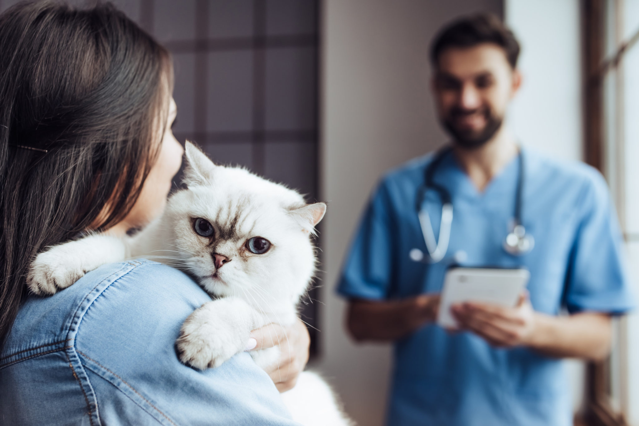 Kastration Und Sterilisation Bei Katzen