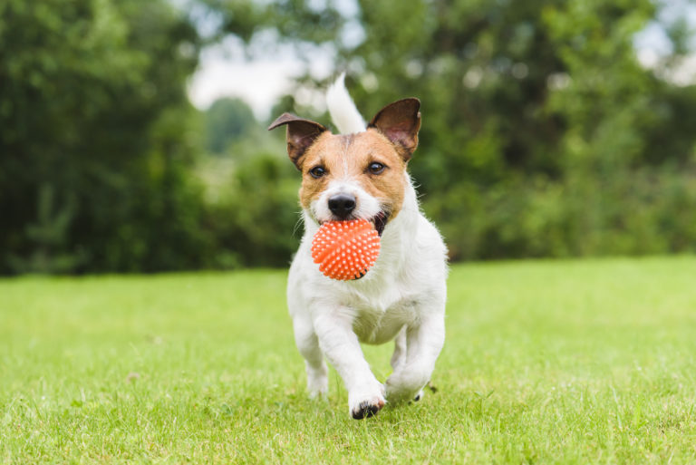 Hund spielt mit Ball