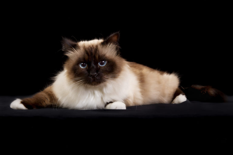 Purebred Birman cat isolated on black background