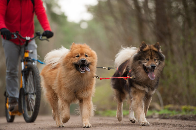 2 Hunde laufen neben Fahrrad