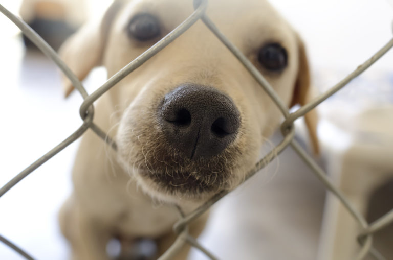 Hund hinter Gitter