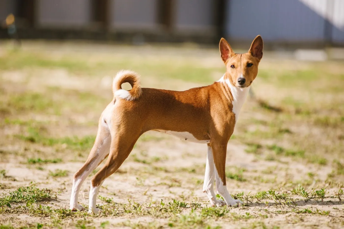 frau lässt sich vom hund befriedigen Prozess in Schweden: Frau hatte Sex mit Hunden ihrer Freunde! main image 0