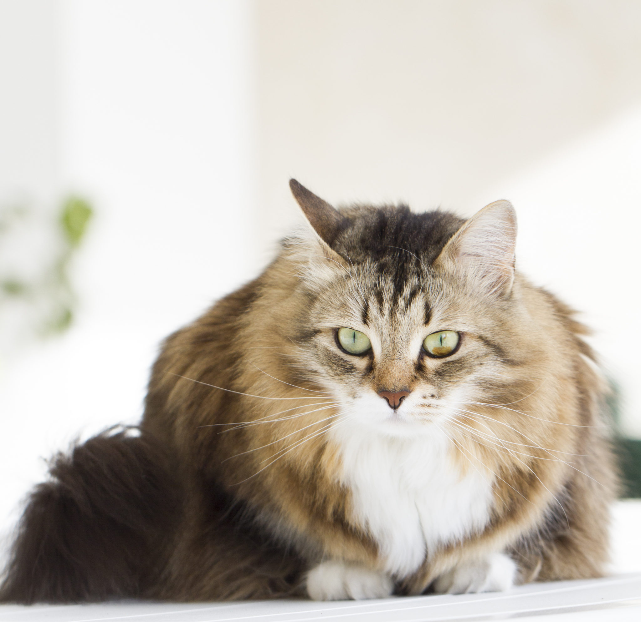 Sibirische Katze Züchter Schweiz