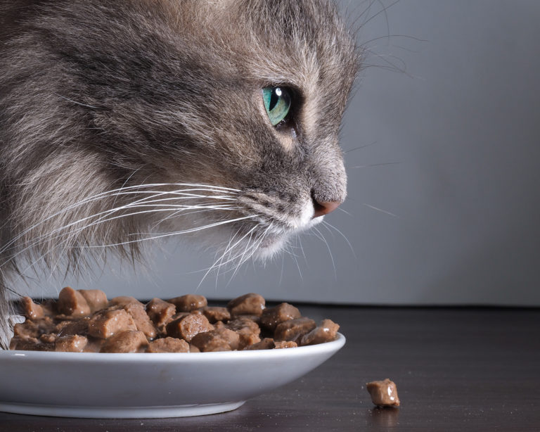 Futterunverträglichkeit bei Katzen