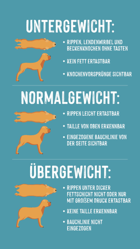 Infographik Gewicht bei Hunden Infographik Gewicht bei Hunden