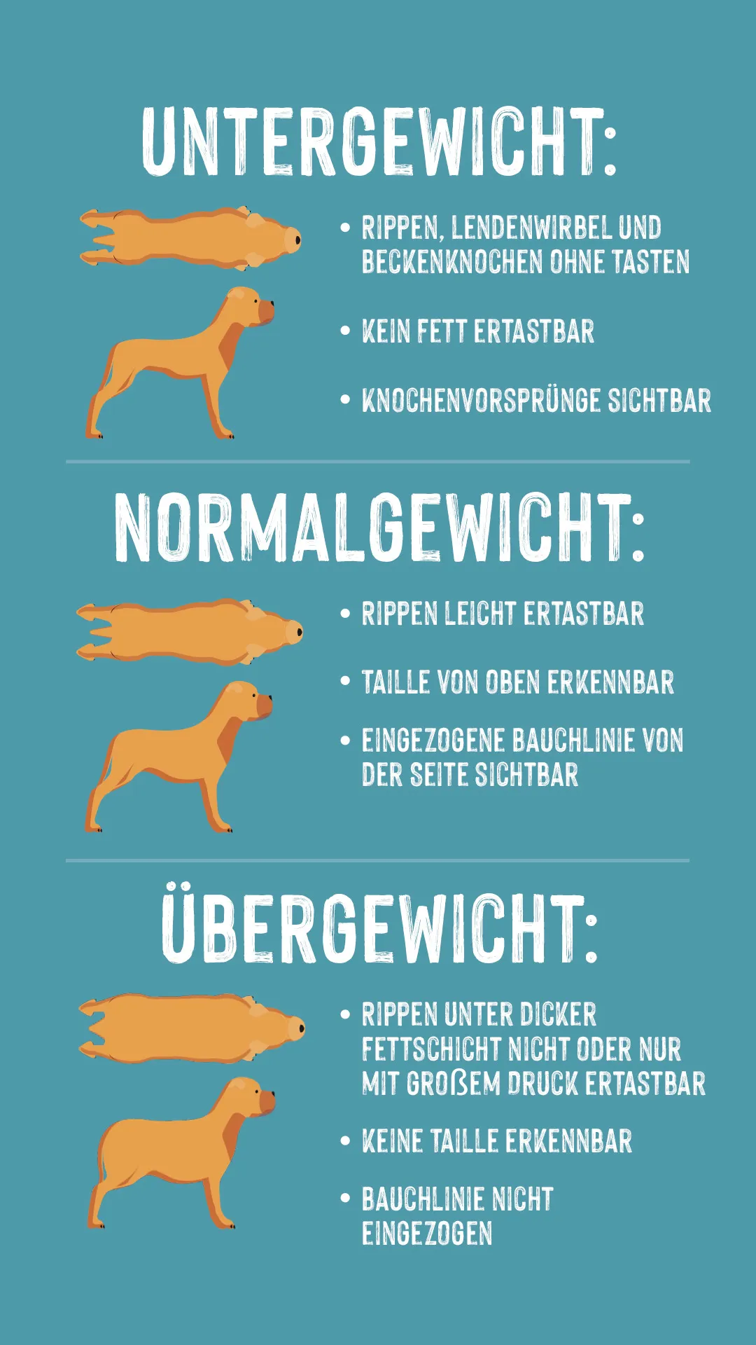 Infographik Gewicht bei Hunden Infographik Gewicht bei Hunden