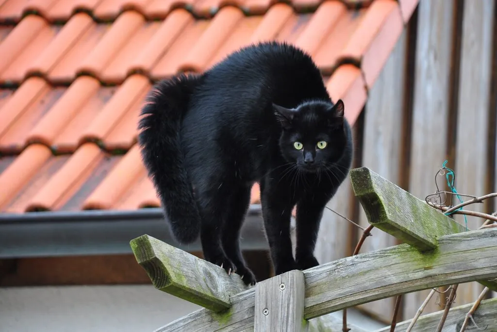 &Auml;ngstliche Katze macht Katzenbuckel