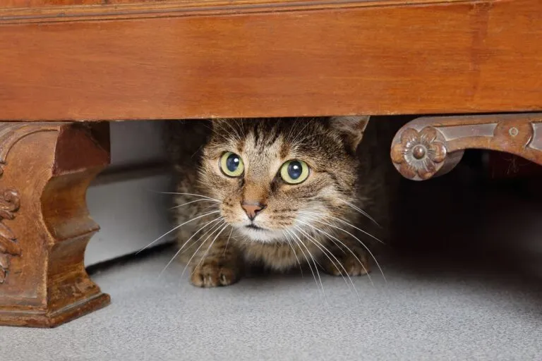 Ängstliche Katze versteckt sich unter Schrank