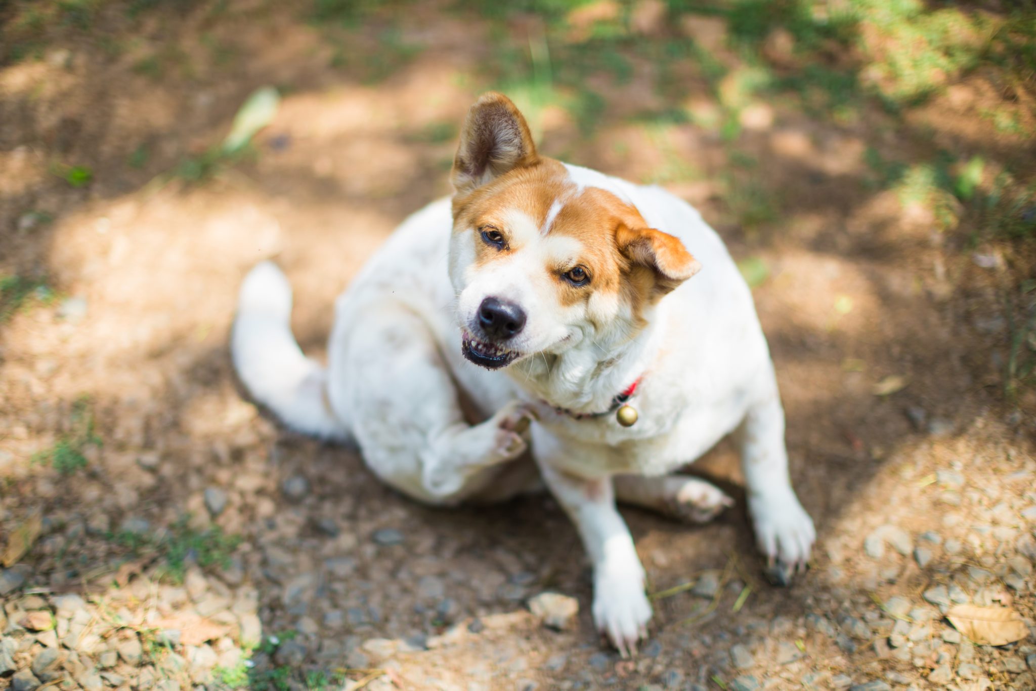 Allergien Beim Hund