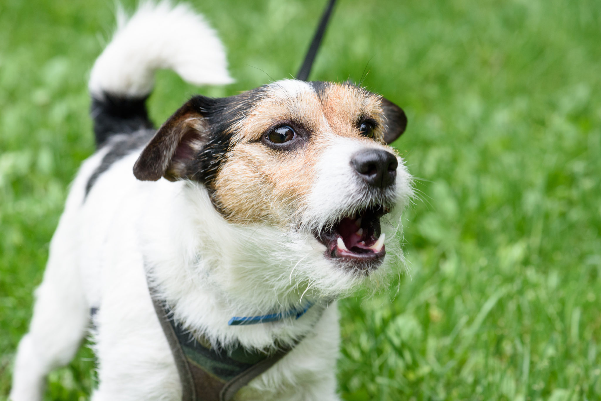 Bellenden Hund Beruhigen