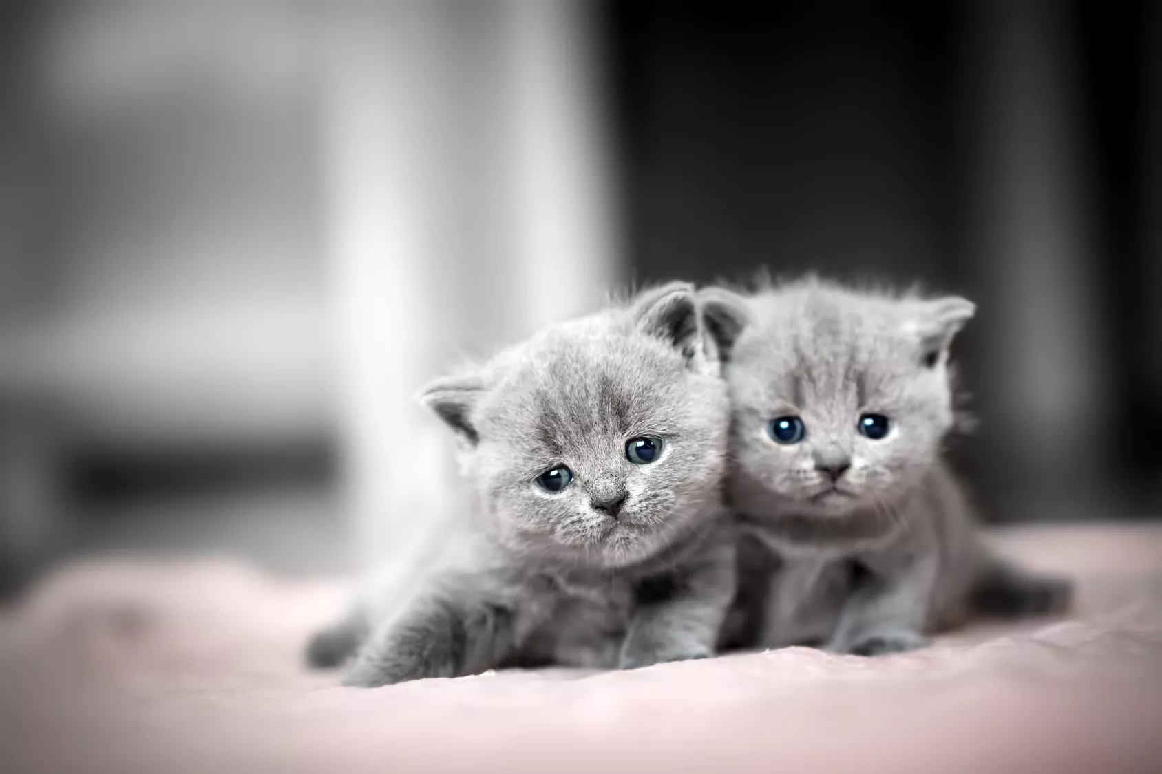 Britisch Kurzhaar Kitten mit blauen Augen
