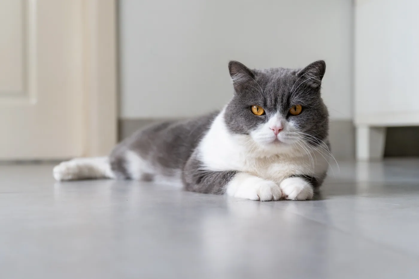Britisch Shorthair liegt auf dem Boden