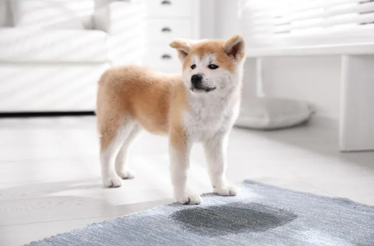 Ein Akita Inu Welpe steht vor einem Fleck auf einem Teppich Ein Akita Inu Welpe steht vor einem Fleck auf einem Teppich
