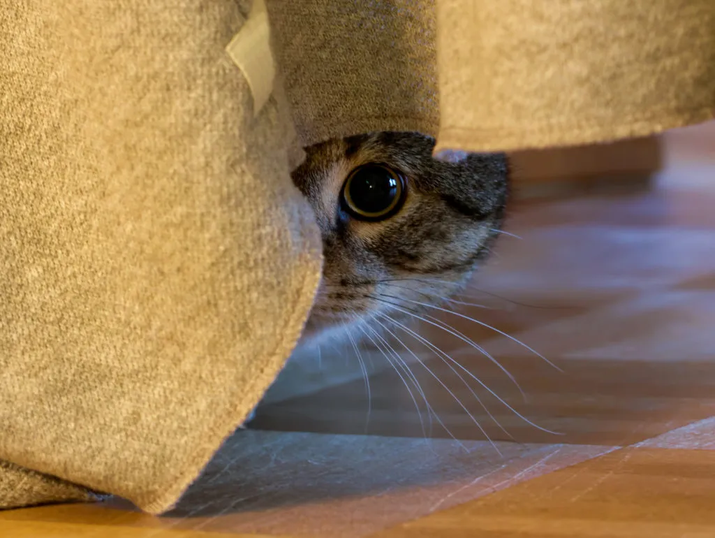 Eine &auml;ngstliche Katze versteckt sich unter einem M&ouml;belst&uuml;ck