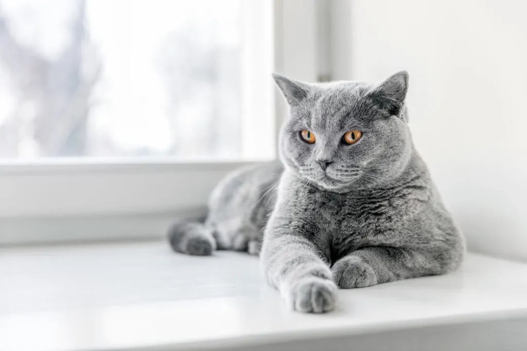 Graue Britisch Kurzhaar Katze