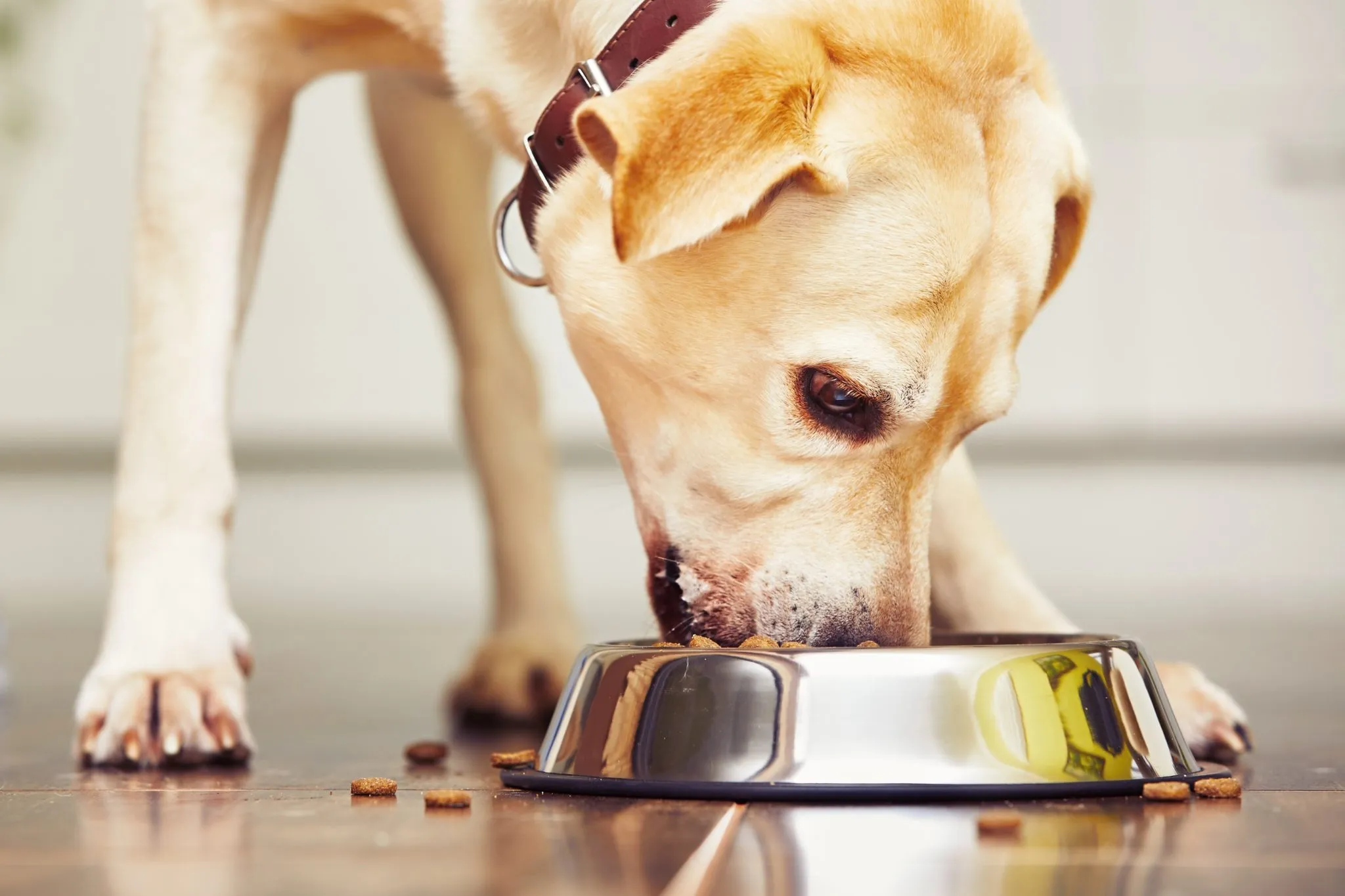 So finden Sie das richtige Hundefutter: Infos & Tipps | zooplus