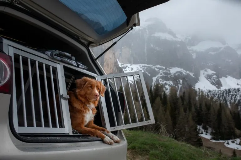 Hund im Auto in einer Hundebox