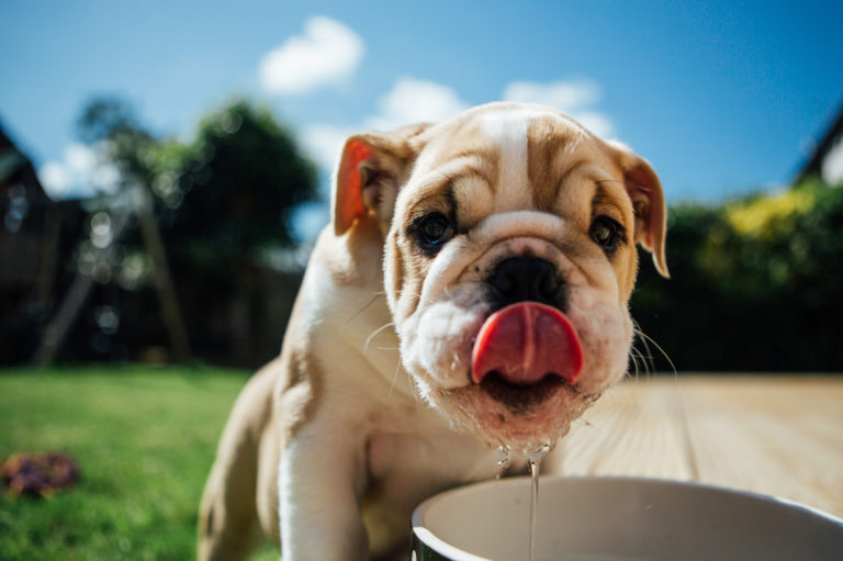 Durstige Bulldogge vorm Wassernapf