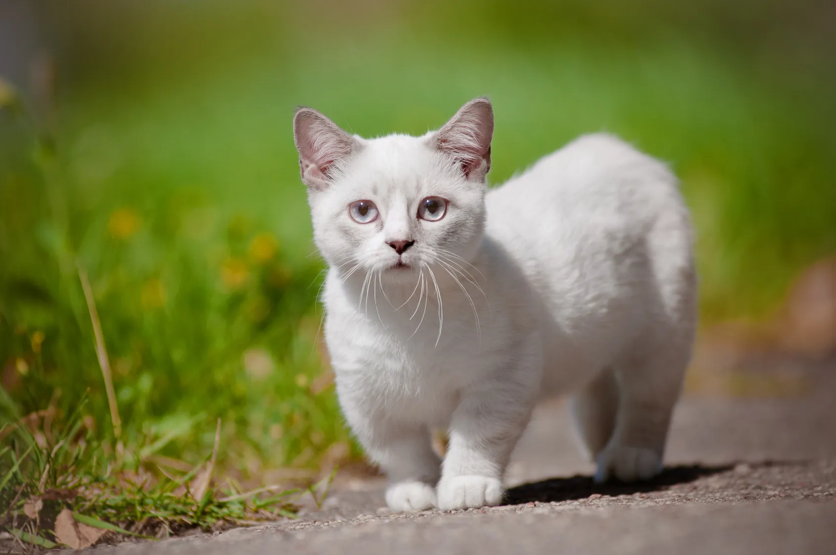 Munchkin Kitten weiß