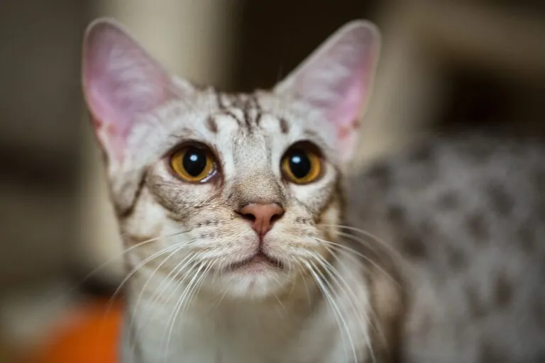 Nahaufnahme einer Ocicat