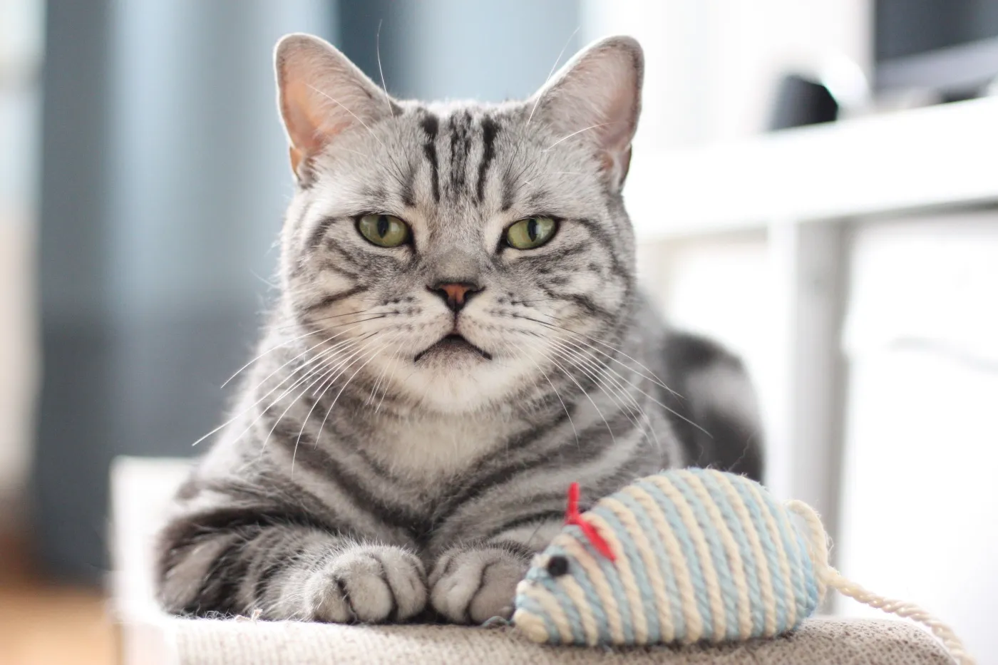 Silber Tabby British Shorthair liegt auf einem Kratzbett
