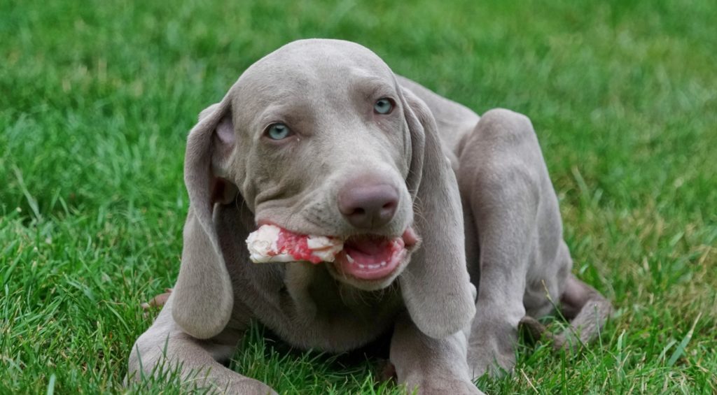 Weimaraner Welpe mit Kauknochen Weimaraner Welpe