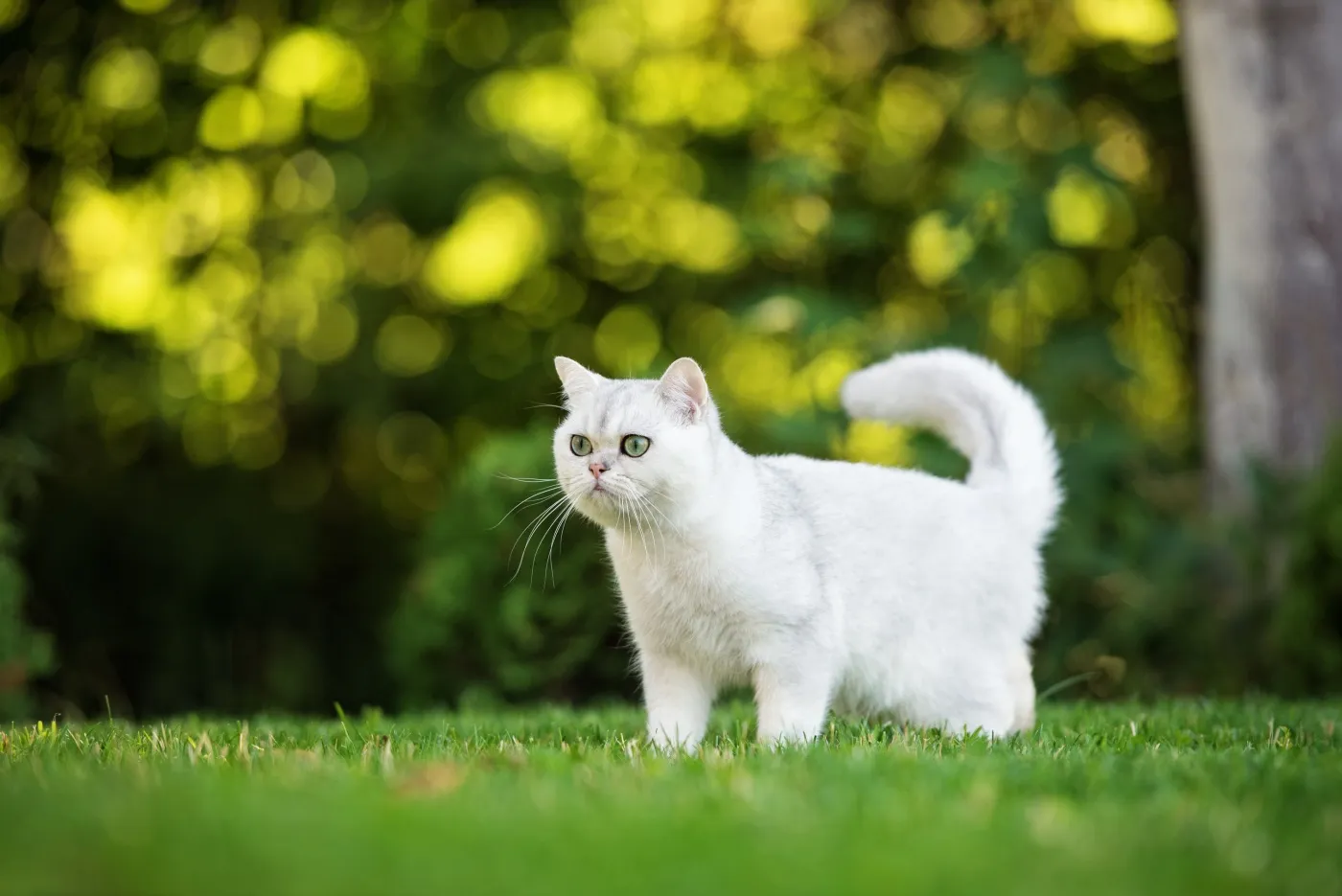 Weisse BKH-Katze im Garten