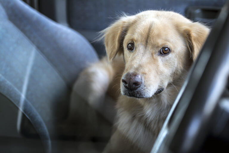 Hund im Auto