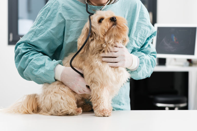 Tierarzt untersucht Hund mit Stethoskop