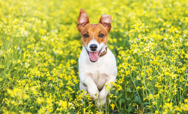 jack russel springt durch blumenwiese