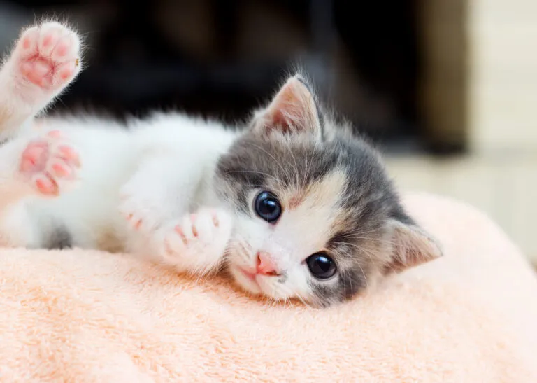 weiss graues kitten liegt auf einer kuscheldecke