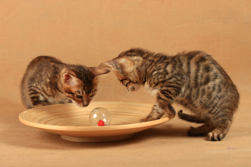 toyger kitten toyger kitten