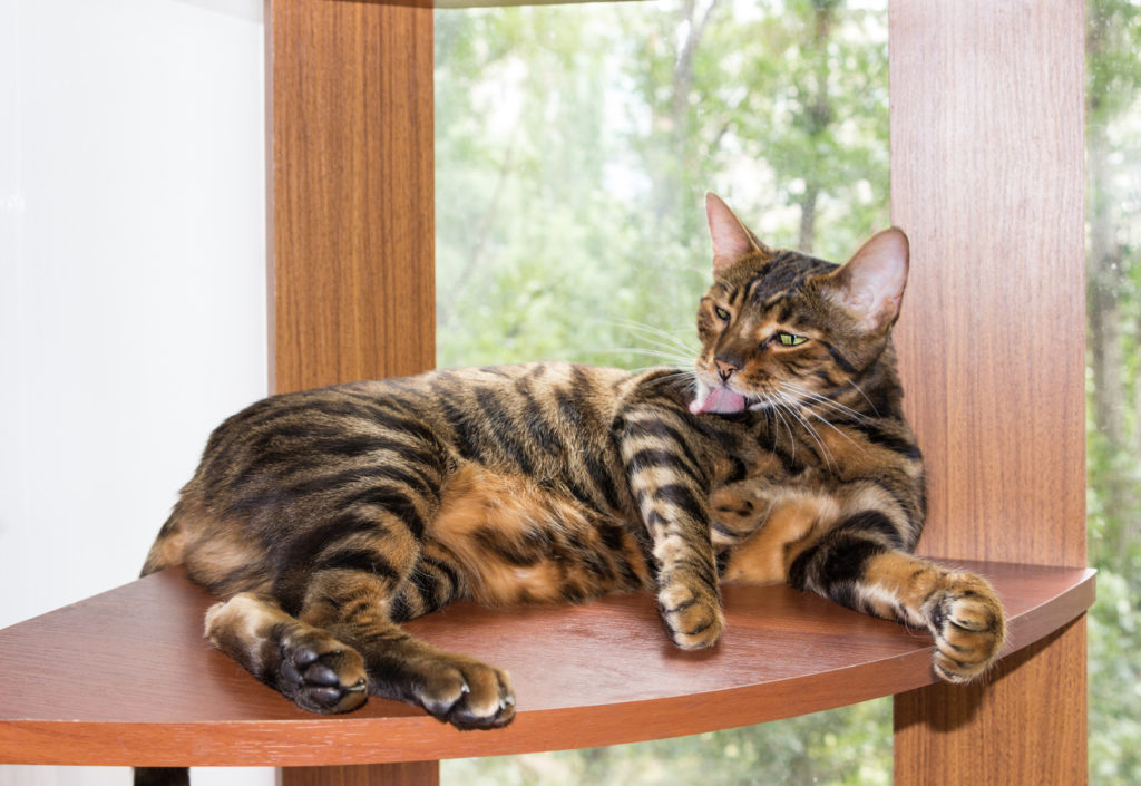 toyger wäscht toyger wäscht