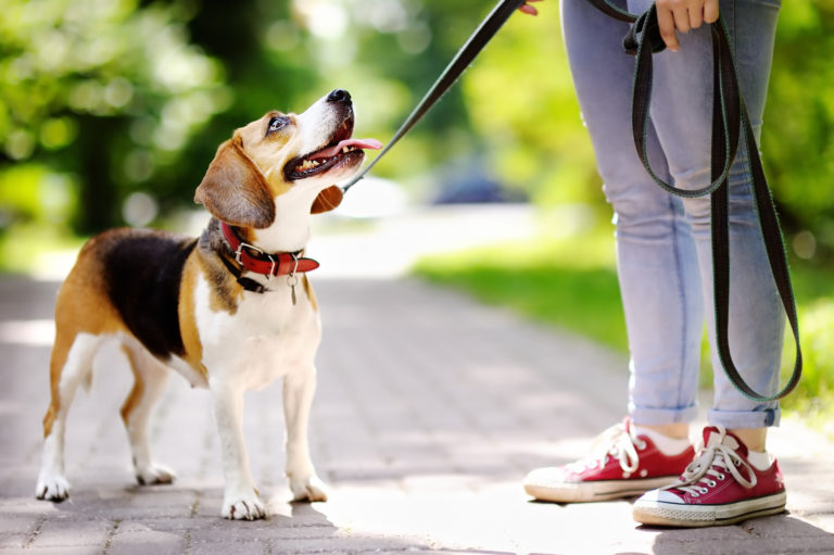 Beagle Welpe an Hundeleine im Park