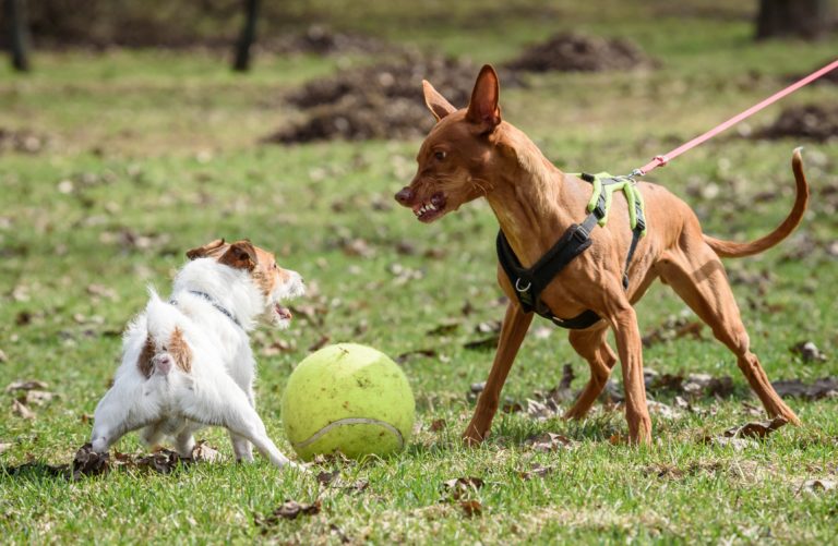 Aggressive Hunde verstehen und erziehen