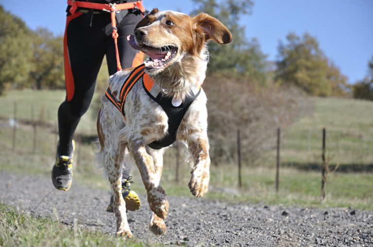 Hund und Herrchen beim Canicross Hund und Herrchen beim Canicross