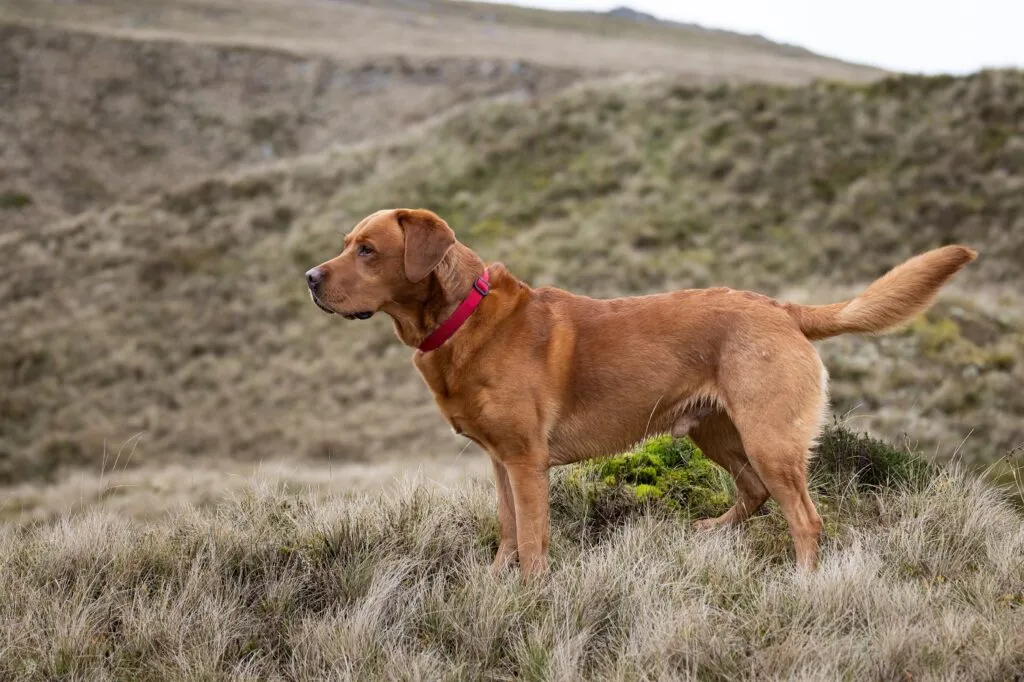 Ein Labrador in fuchsrot (Foxred Labrador) auf einer Wiese