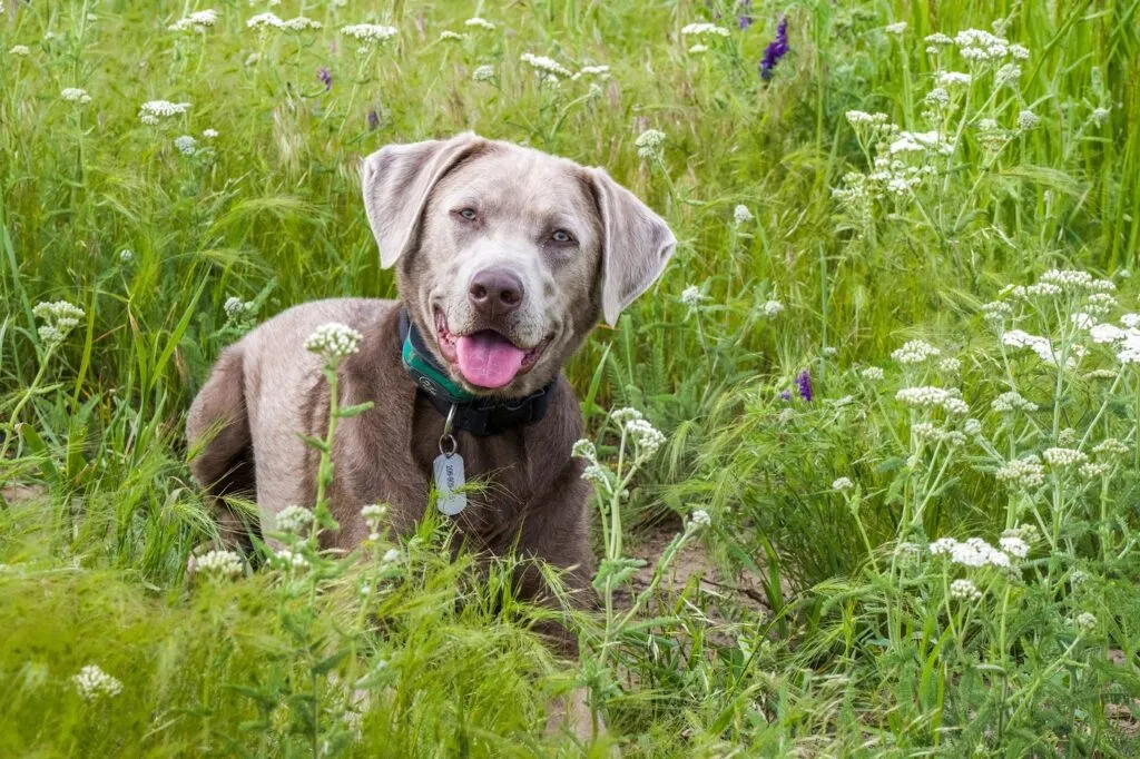 Ein silbener Labrador liegt im Grass