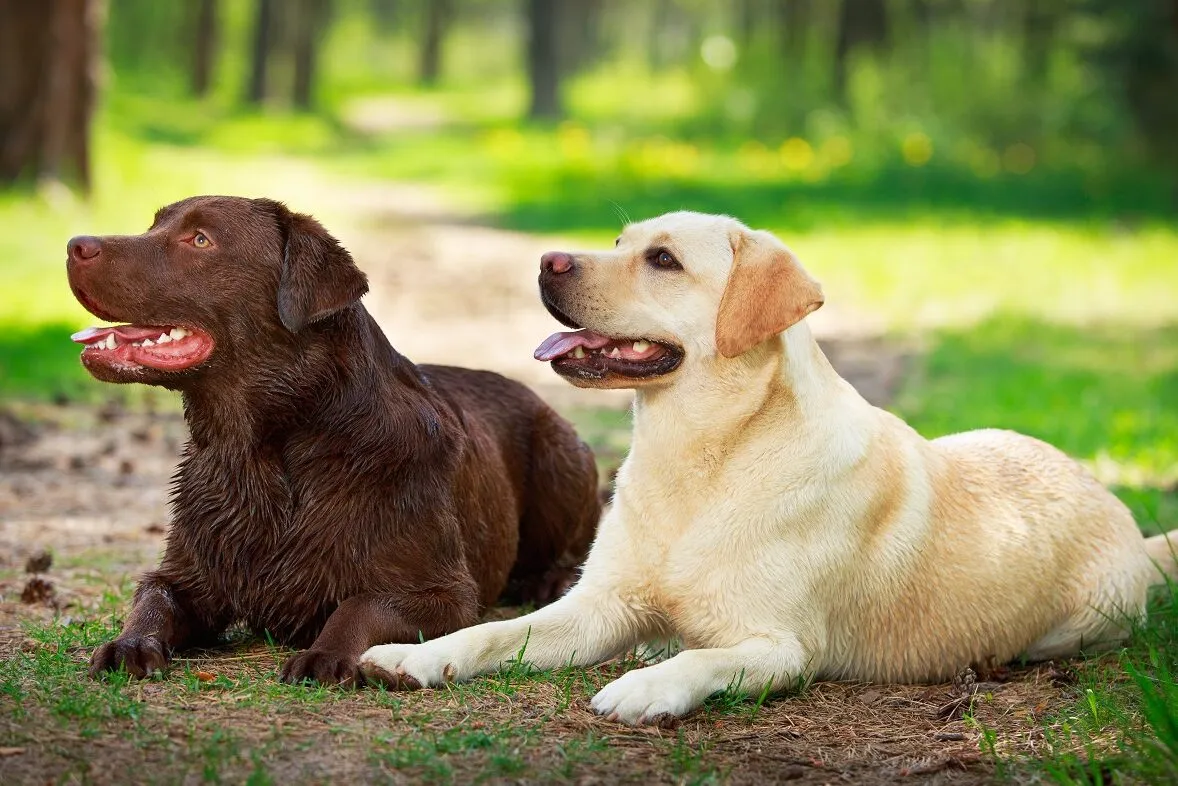 Ein brauner Labrador (Chocolat Labrador) und ein beiger Labrador liegen auf einem Wanderweg
