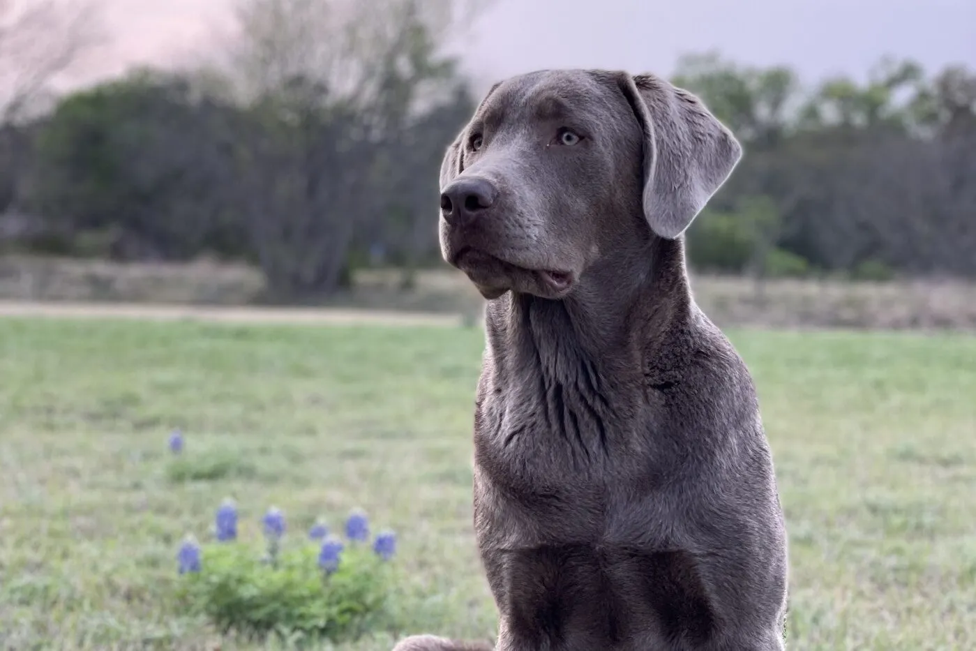 Ein dunkelgrauer Labrador Retriever in der Farbe Charcoal