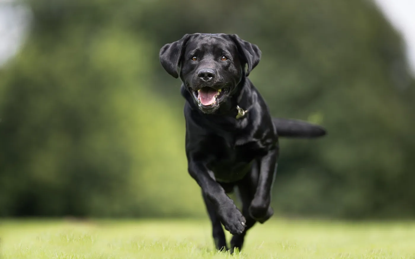 Ein schwarzer Labrador rennt &uuml;ber die Wiese