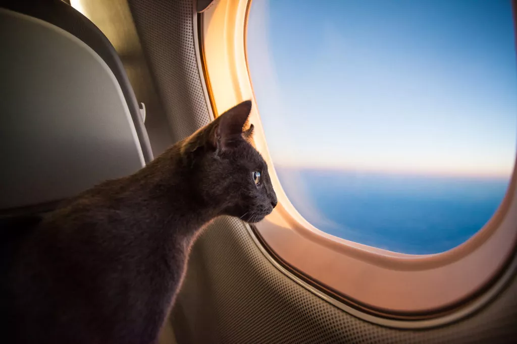 Eine Katze blickt aus einem Flugzeugfenster